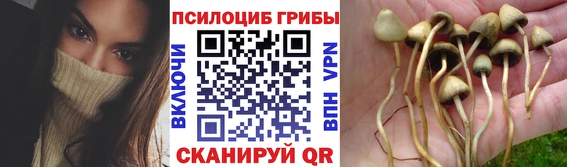 Псилоцибиновые грибы GOLDEN TEACHER  купить   Новомосковск 